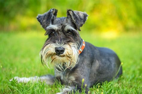 Cuidar de perros pequeños, Razas mini, Razas pequeñas,