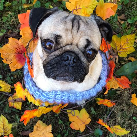 Doug The Pug on Twitter: "I live for photoshoots in the Fall 🍁…