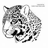 Jaguar Drawing Vector Clipart Face Easy Head White Animal Coloring Logo  sketch template