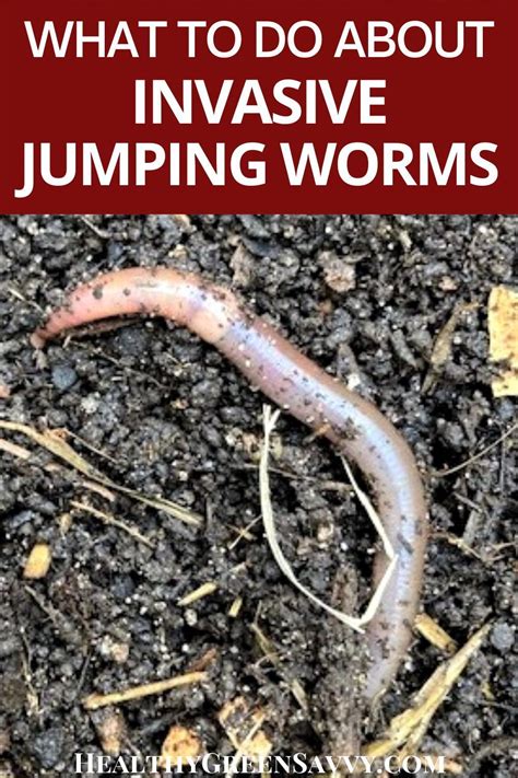 Keep an eye out for invasive jumping worms, which can hitch a ride on nursery plants or compost ...