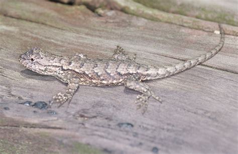 Eastern Fence Lizard – Wildlife Illinois