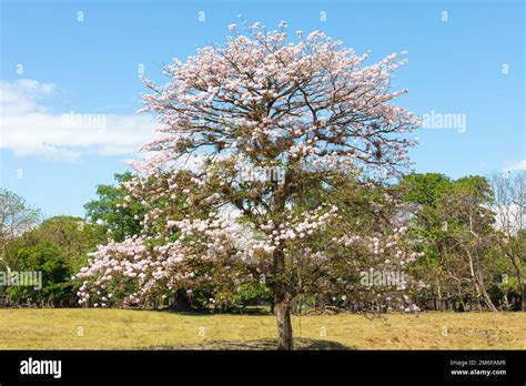 Panama Las Lomas, guayacan tree with pink flower Stock Photo - Alamy