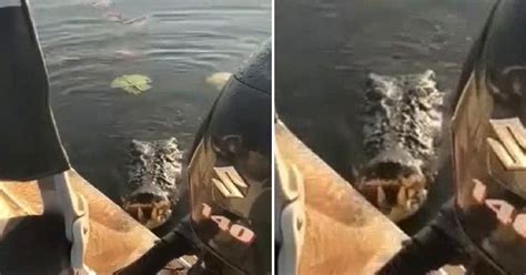 Video Footage Shows A Massive Crocodile Lunges Out Of The Water And Tries To Attack Two ...