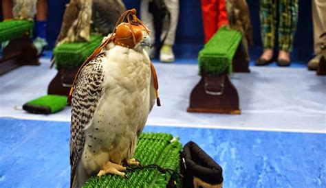 Abu Dhabi Falcon Hospital Tour - Desert Rose Tourism, Abu Dhabi, UAE