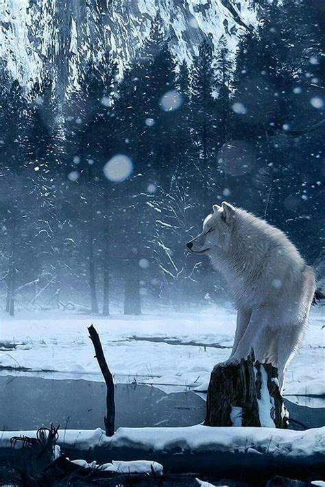 Un loup en hiver. | Wilde dieren, Wolven, Dieren foto's