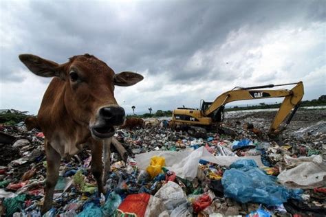 Ces photos qui prouvent les ravages de la pollution plastique sur la ...