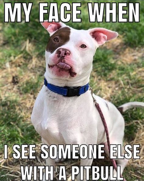 The 15 Funniest Pitbull Memes of the Week! | Page 2 of 3 | PetPress | Pitbulls funny, Pitbulls ...