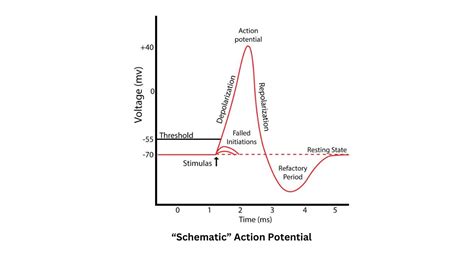 Thresholds in Psychophysics: Exploring Sensory Perception and Its Diverse Applications ...