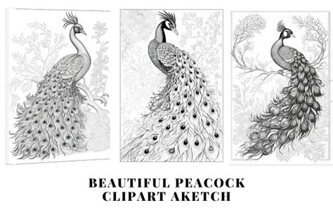 Peacock Black and White Sketch Graphic by lightcameraactionschool ...