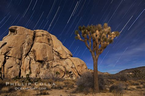 Joshua trees and star trails, moonlit night, Yucca brevifolia, Joshua Tree National Park, California