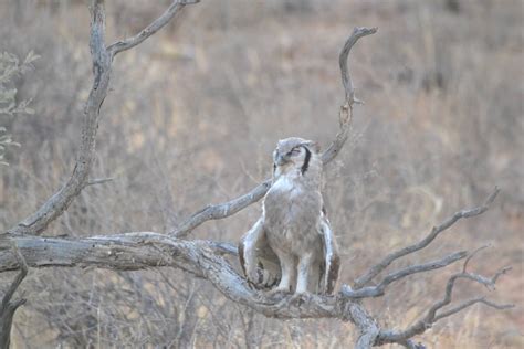 More photos of our October tour to Kgalagadi Transfrontier park – Big 5 Safari Bushtaxi