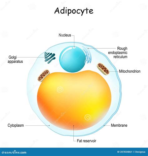 Fat Adipose Cell Royalty-Free Illustration | CartoonDealer.com #82671405