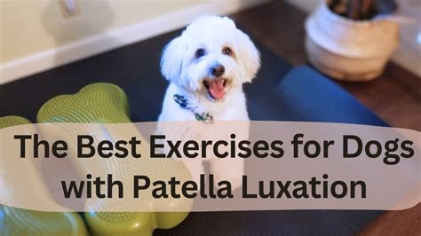 The Best Exercises For Dogs With Patella Luxation (Medial-Lateral Grade 1 & 2) - YouTube