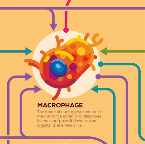 Immune Cells Infographic Poster – Carefully Researched – the kurzgesagt ...