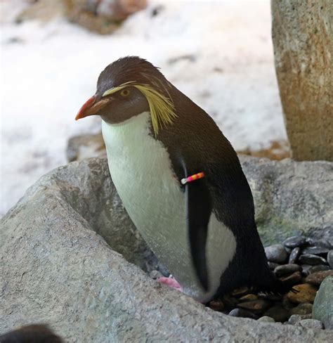 Pictures and information on Northern Rockhopper Penguin