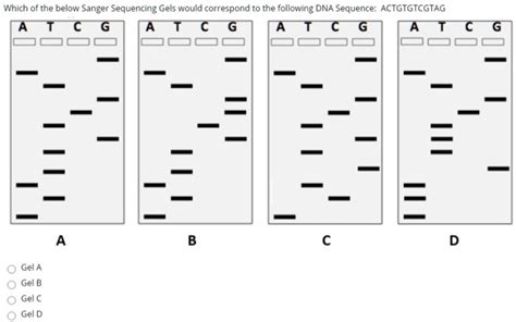 SOLVED: Which of the below Sanger Sequencing Gels would correspond to the following DNA Sequence ...