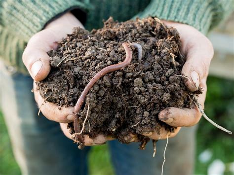 Earthworms - Vermont Institute of Natural Science