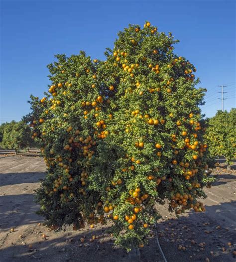 Bitter Orange seeds | Etsy