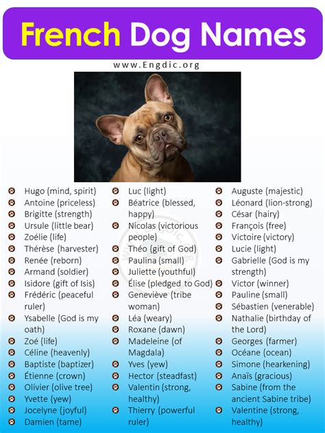 250+ French Dog Names (Male/Female) With English Meanings - EngDic