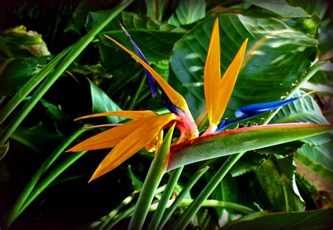 Oiseau du Paradis - Strelitzia reginae - Paradiesvogelblume photo et image | fleurs, fleurs ...