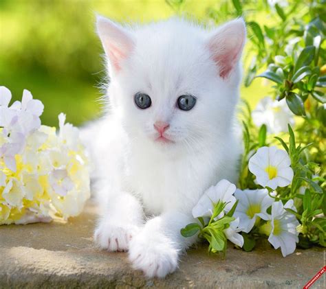 Bộ hình nền full HD cho máy tính cực dễ thương | Cute kittens, Stuffed ...