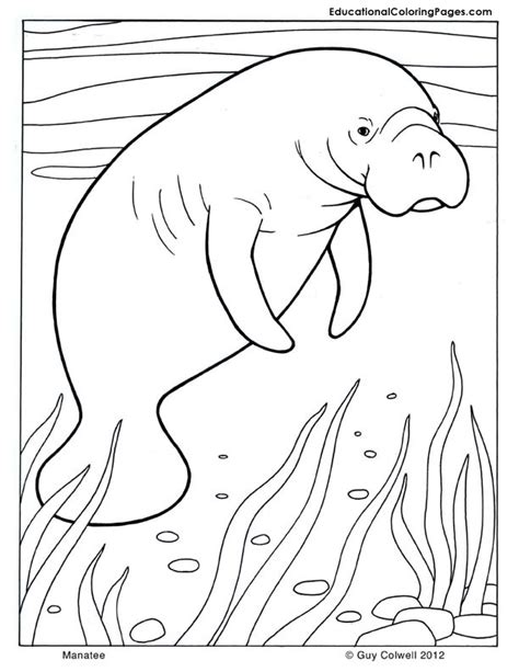 Cute Manatee Coloring Page Coloring Pages