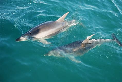 New Zealand | Dolphins in Kaikoura | Alessandro Loss | Flickr