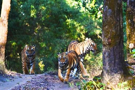 Madhya Pradesh: Kanha National Park Guided Safari Tour