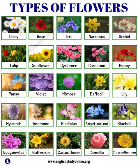 Discover the Beauty of Different Types of Flowers