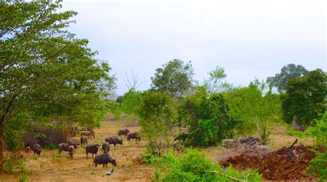 Udawalawe National Park Tours - Book Now | Expedia