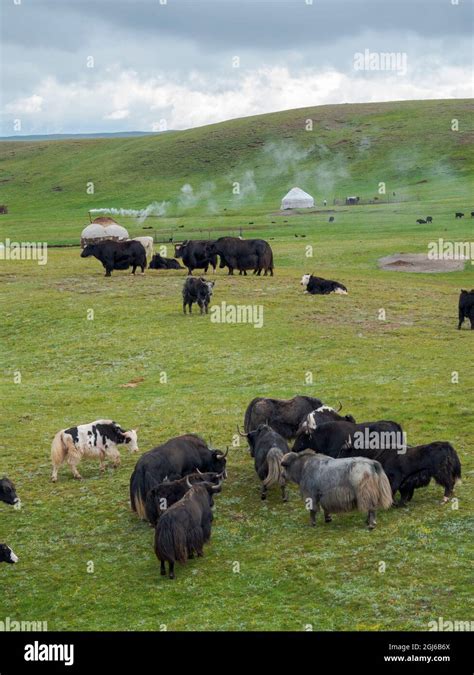 Domestic Yak on their summer pasture, typical Yurt of herders in the ...