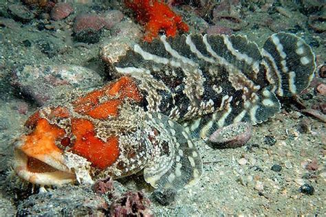 Gulf Toadfish (Opsanus beta) | Caribbean Tropicals