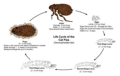 Public Health and Medical Entomology | Purdue | Biology | Entomology | Insects | Ticks ...