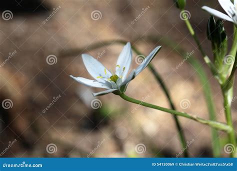 Star-of-Bethlehem (Ornithogalum Umbellatum) Stock Image - Image of herbs, grass: 54130069