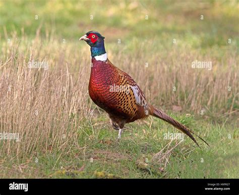 Male common pheasant Stock Photo - Alamy