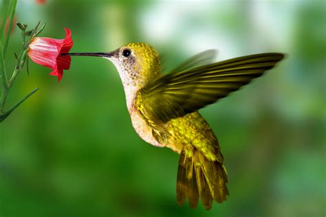 Free download Hummingbird Wallpapers NickWallpapercom Free HD Desktop ...