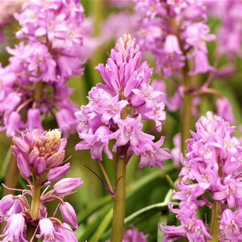 Pretty Spanish Bluebells (Hyacinthoides) Bulbs for Sale | Pink – Easy To Grow Bulbs