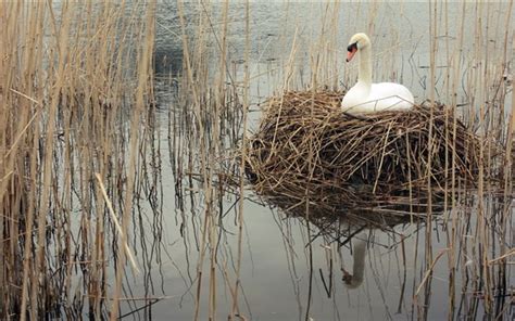 Wallpaper White swan, grass, nest, lake 2560x1600 HD Picture, Image