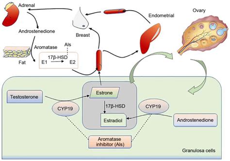 Estrogen disorders: Interpreting the abnormal regulation of aromatase in granulosa cells (Review)