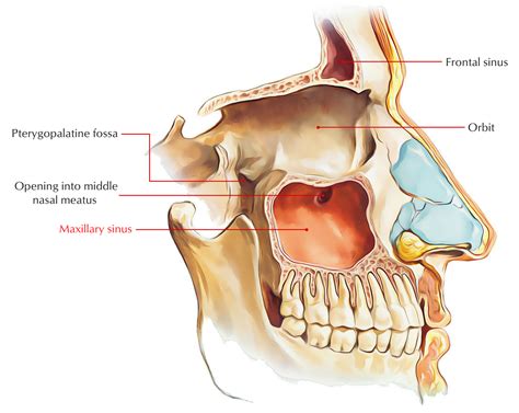 How Do You Drain Maxillary Sinuses - Best Drain Photos Primagem.Org