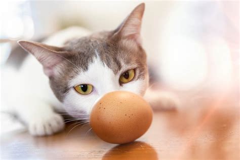 Can Cats Eat Eggs? Benefits and Risks of Feeding Eggs - Cat-World