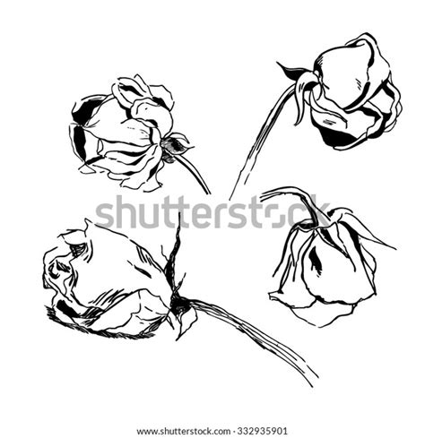 Withered Rose Ink Stock Vector (Royalty Free) 332935901