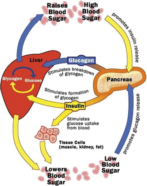 A model of the insulin-glucose system [1]. | Download Scientific Diagram