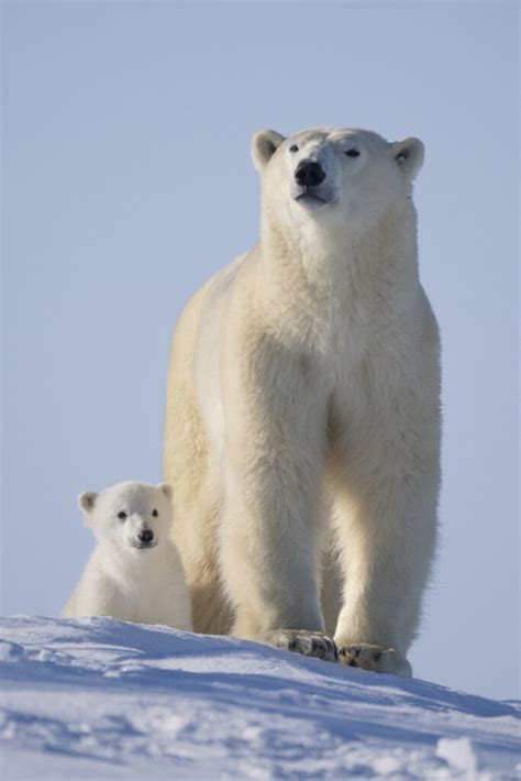 The ice walkers: Canada’s polar bears | Canadian Geographic