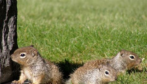 Homemade Squirrel Repellent for Your Yard | Garden Guides