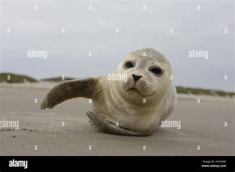 Atlantic Grey Seal Pup on Sandy Beach/Atlantic Grey Seal Pup/Atlantic Grey Seal Pup (Halichoerus ...