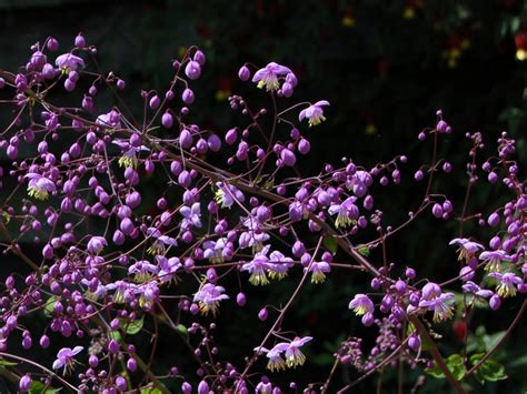 Thalictrum delavayi Seed