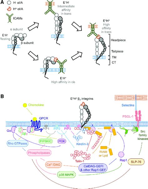 Integrin conformational changes and signaling pathways during... | Download Scientific Diagram