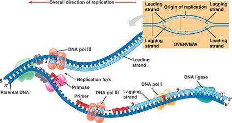 Dna Replication Labelled Diagram