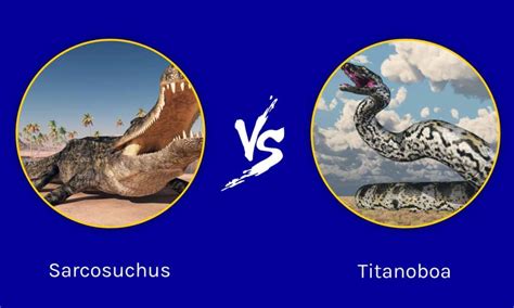 Epic Battles: The Largest Crocodile Ever vs. The Largest Snake - A-Z ...